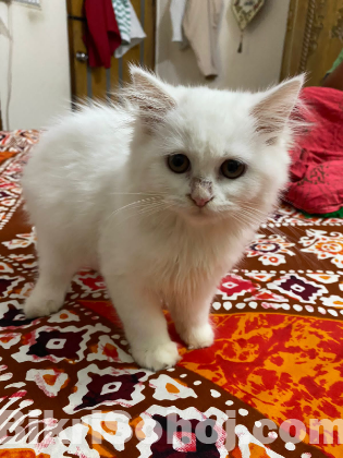 Traditional persian cat female baby